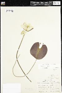 Nymphaea odorata image