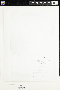 Nymphaea odorata image