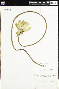 Nymphaea odorata image