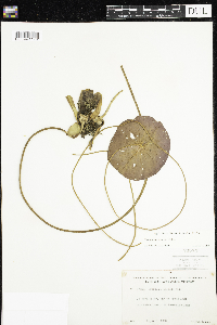 Nymphaea odorata image