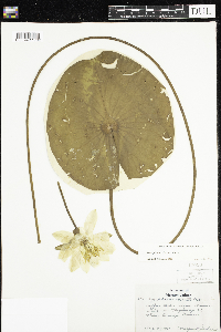 Nymphaea odorata image