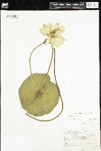 Nymphaea odorata image