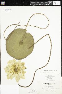 Nymphaea odorata image