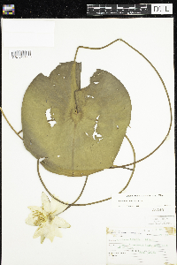 Nymphaea odorata image