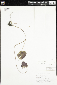 Nymphaea odorata image