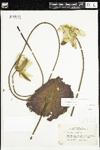 Nymphaea odorata image
