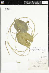 Nuphar x rubrodisca image