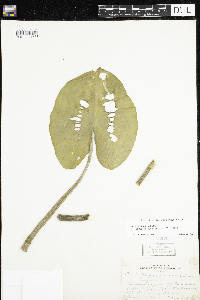 Media resource of Nuphar variegata