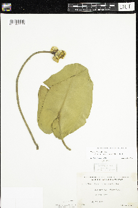 Nuphar variegata image