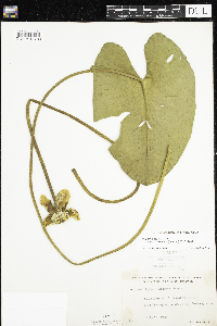 Nuphar variegata image
