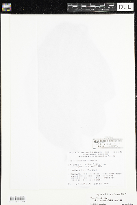 Nuphar variegata image