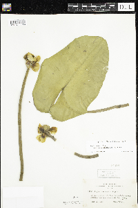 Nuphar variegata image