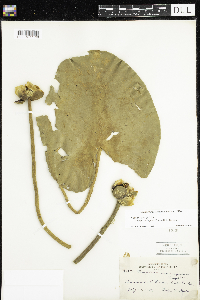 Nuphar variegata image