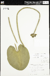 Nuphar variegata image