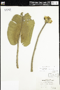 Nuphar variegata image
