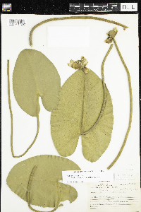 Nuphar variegata image