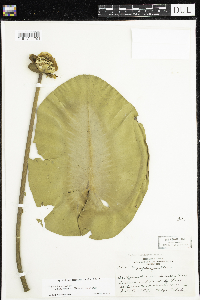 Nuphar variegata image