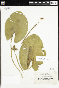 Nuphar variegata image