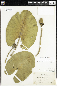 Nuphar variegata image