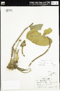 Nuphar variegata image