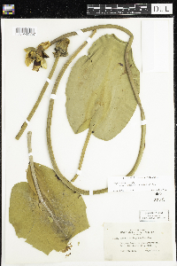 Nuphar variegata image