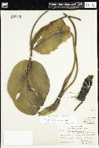 Nuphar variegata image