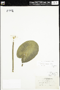 Nuphar variegata image