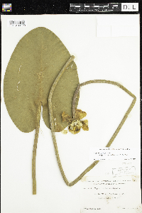 Nuphar variegata image