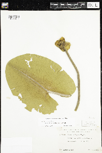 Thumbnail image of current specimen