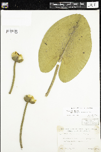 Thumbnail image of current specimen