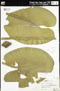 Nuphar variegata image