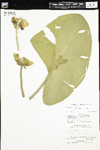 Thumbnail image of current specimen