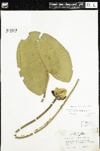 Thumbnail image of current specimen