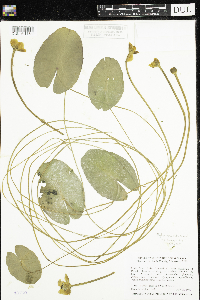 Nuphar variegata image