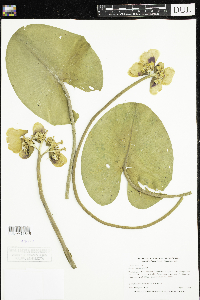 Nuphar variegata image