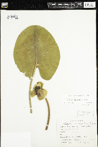 Thumbnail image of current specimen