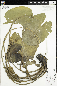Nuphar variegata image