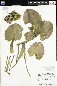 Nuphar variegata image