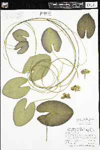 Nuphar x rubrodisca image