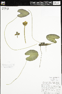 Nuphar x rubrodisca image