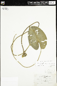 Nuphar x rubrodisca image