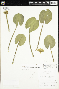 Nuphar x rubrodisca image