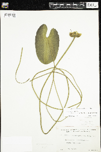 Nuphar x rubrodisca image