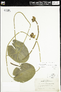 Nuphar x rubrodisca image