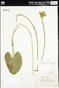 Nuphar x rubrodisca image