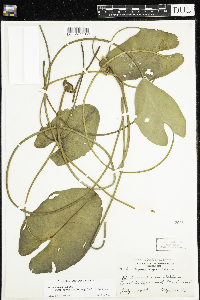 Nuphar x rubrodisca image