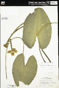 Nuphar x rubrodisca image