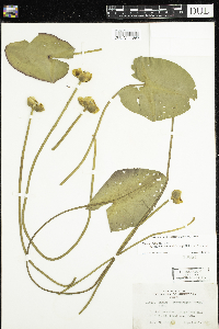 Nuphar x rubrodisca image