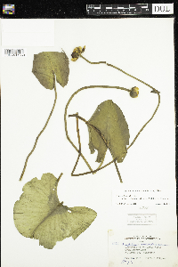 Nuphar x rubrodisca image