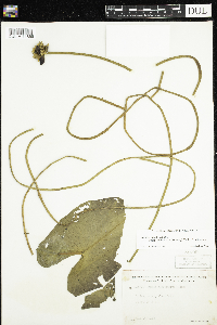 Nuphar x rubrodisca image